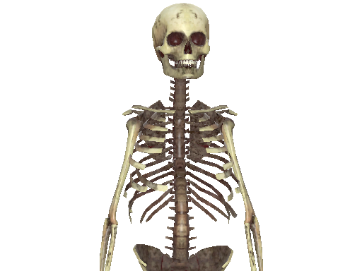 Dead | Skeleton